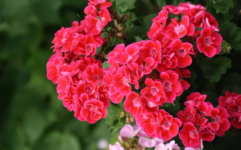 Co sadzić w styczniu, jakie rośliny będą dobre