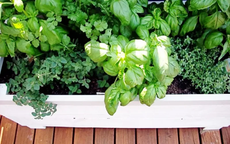 Zioła w kuchni, nie kupuj – wyhoduj własne