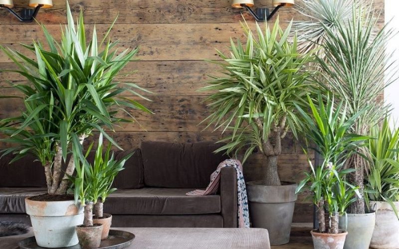 Domowa dżungla w czterech ścianach