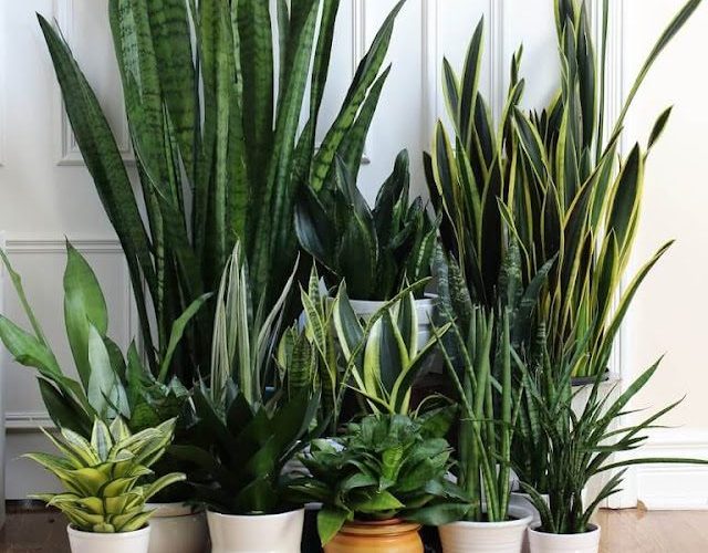 Sansewieria naturalny oczyszczacz powietrza