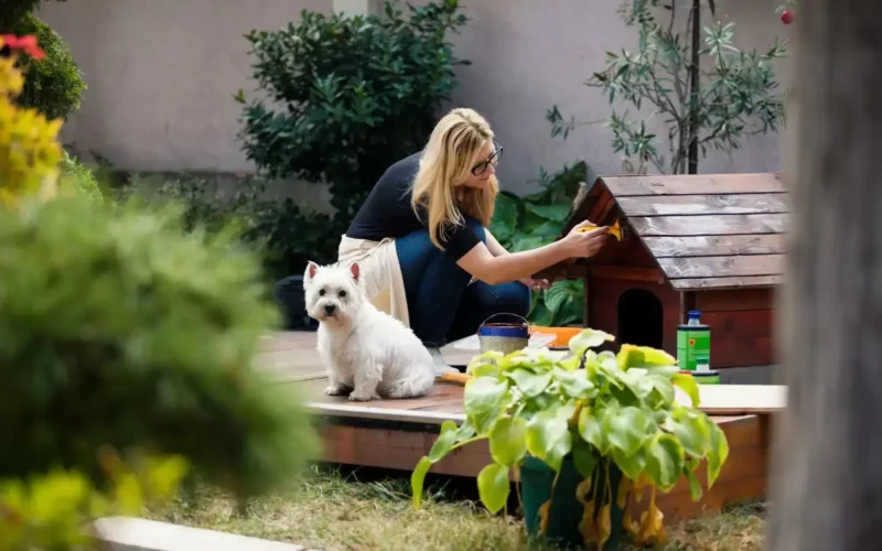 Buda dla psa, zrób ją sam