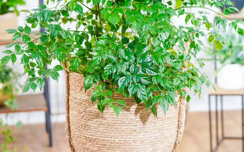 Czy nikotynowiec pochłania dym papierosowy?