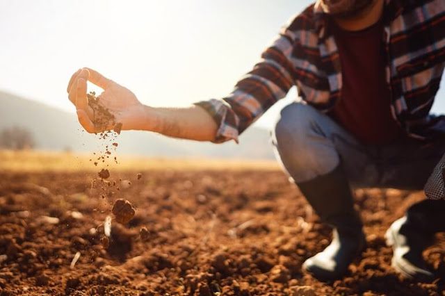 Gleba to podstawa każdego ogrodu. Jakie są jej rodzaje