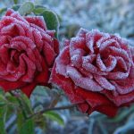zabezpieczenie róż na zimę