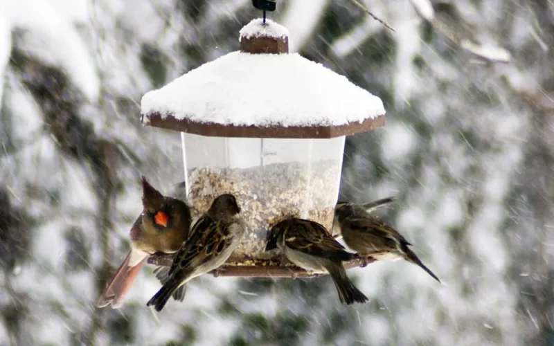 Karmnik dla ptaków – jak go zrobić
