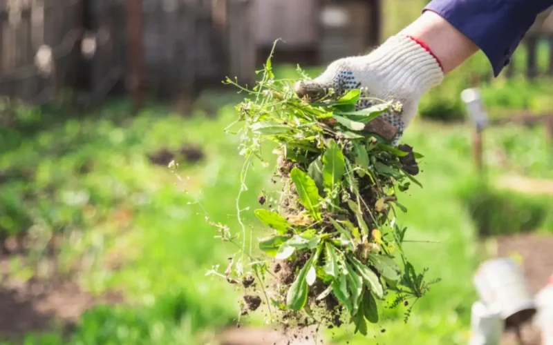 Chwasty w ogrodzie – jak się ich pozbyć