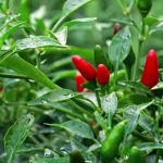 papryczka chili
