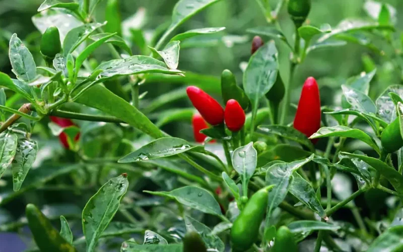 Papryczka chili – uprawa pojemnikowa na balkonie