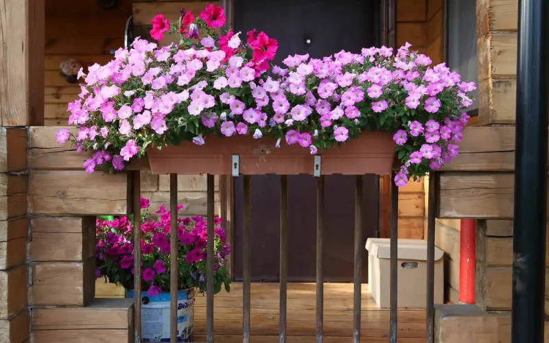 Które kwiaty na balkon wybrać?