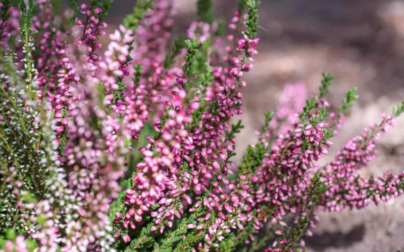 Jak stworzyć własne wrzosowisko na działce  