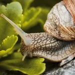 ślimaki w ogrodzie