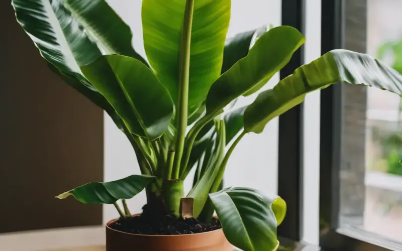 Bananowiec w domu, jak o niego dbać