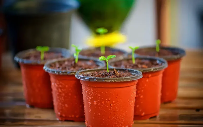 Jak zrobić rozsady do szklarni