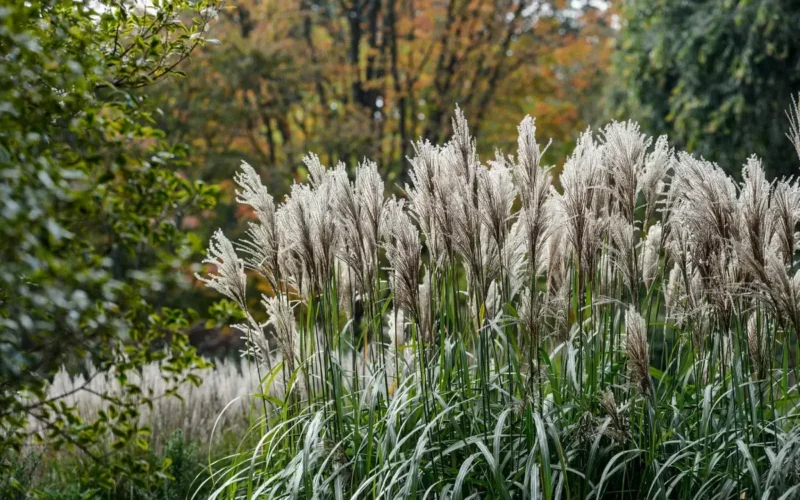 Jak poprawnie sadzić miskanty