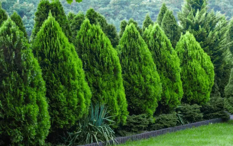 Co wolno, a czego lepiej nie sadzić przy płocie sąsiada