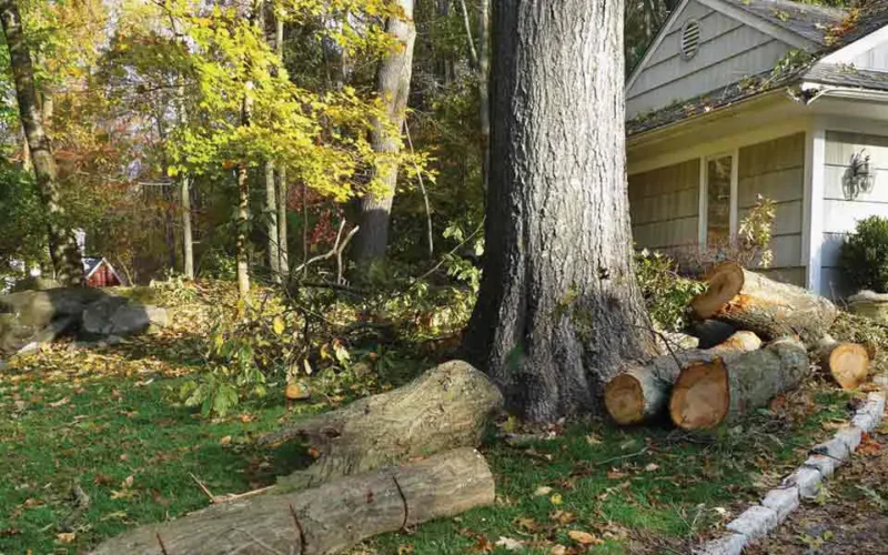 Szybka zgoda na wycinkę drzewa zagrażającego budynkowi