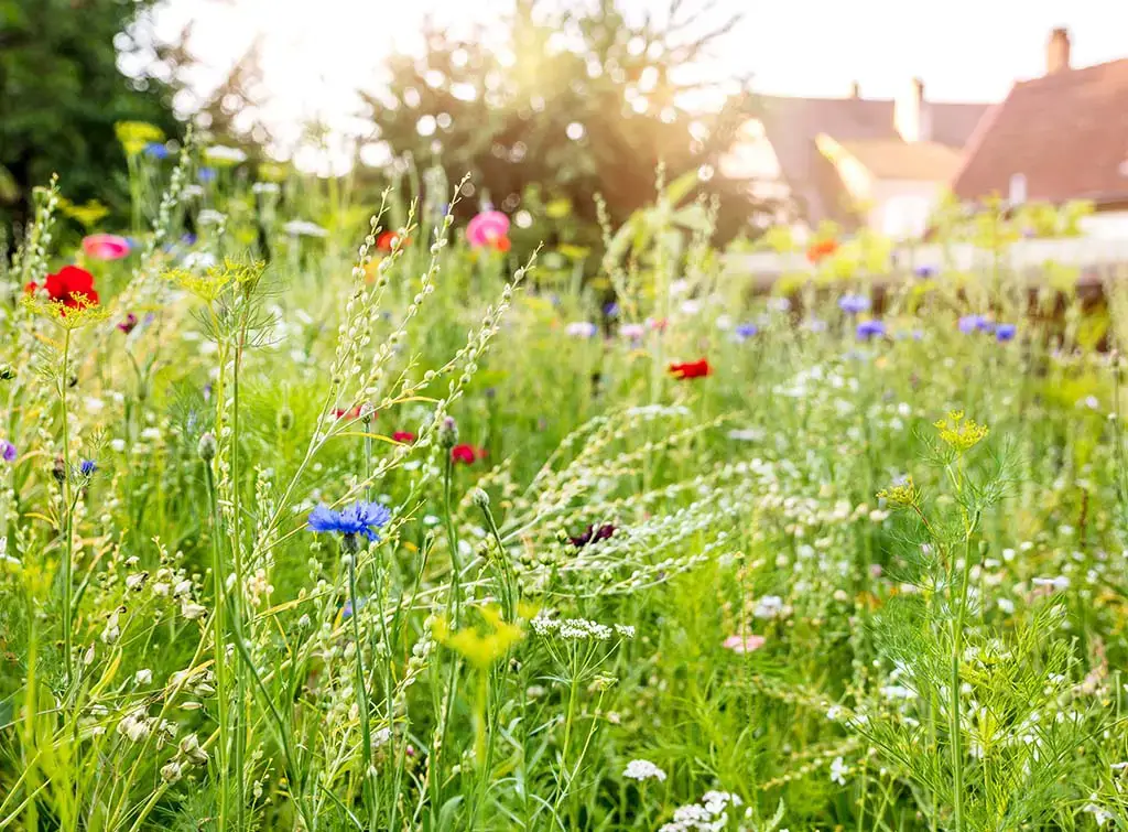 Ogród leśny w stylu rewilding