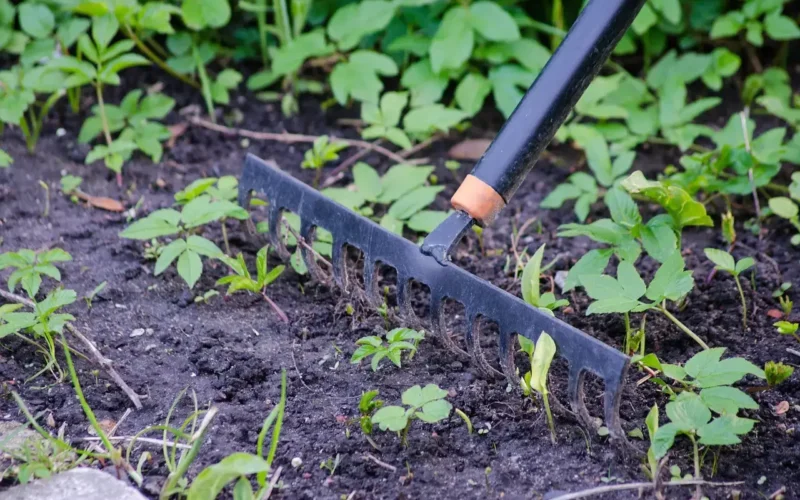 Grabie do zadań specjalnych w ogrodzie