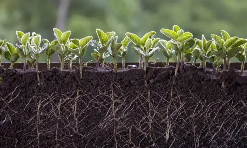 Mikoryza w leśnym ogrodzie