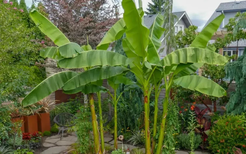 Nietypowe rośliny egzotyczne do ogrodu