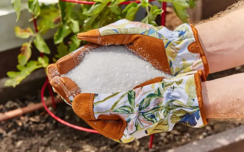 Sól Epsom w ogrodzie, stosowanie i dawkowanie