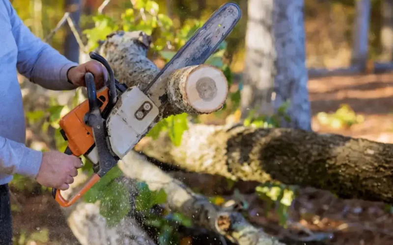 Czy sąsiad może żądać usunięcia drzewa z mojej działki