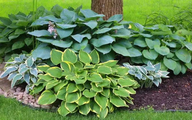 Hosta (Funkia) w ogrodzie leśnym