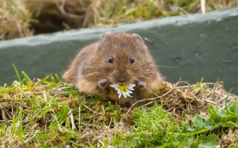 Jak skutecznie pozbyć się nornic z ogrodu