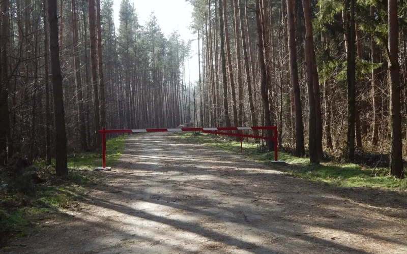 Mandat za wjazd do lasu, co warto wiedzieć