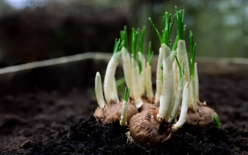 Jak przechowywać cebulki kwiatów
