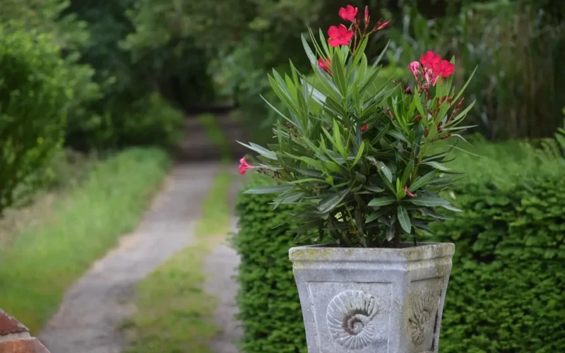Oleander – uprawa, pielęgnacja, zimowanie