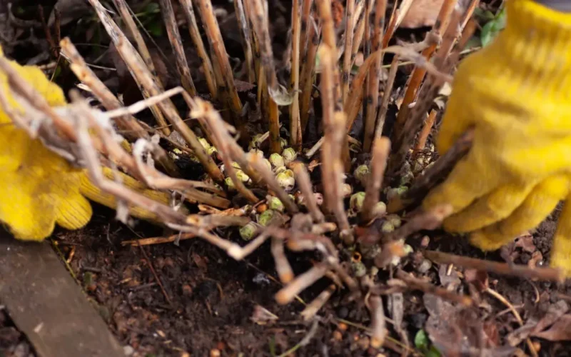 Przedwiośnie w ogrodzie, co robimy w lutym