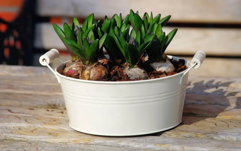 Geofity – zwiastuny wiosny i ich rola w ekosystemie