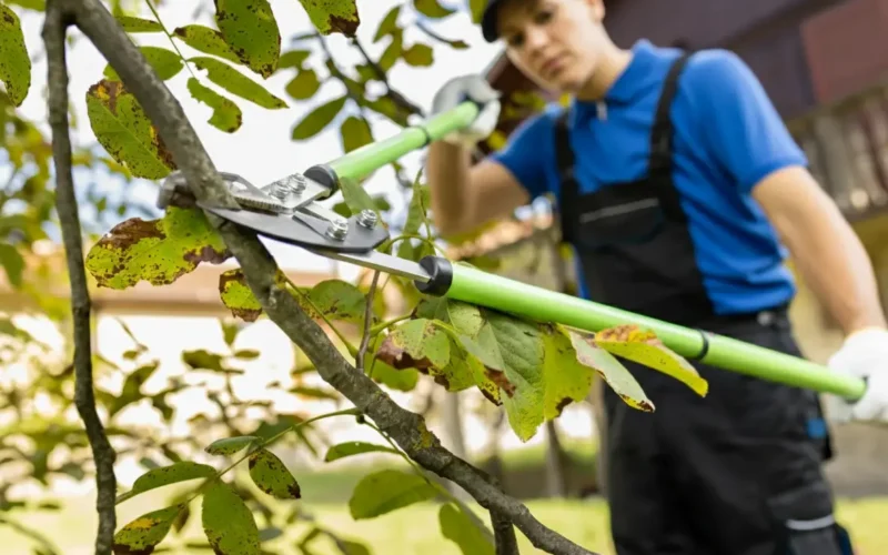 Jak naostrzyć sekator – konserwacja narzędzi ogrodniczych