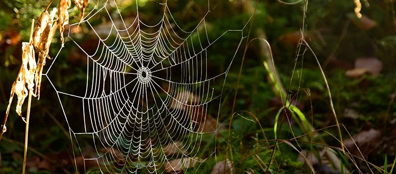 Czy spray na pająki naprawdę działa
