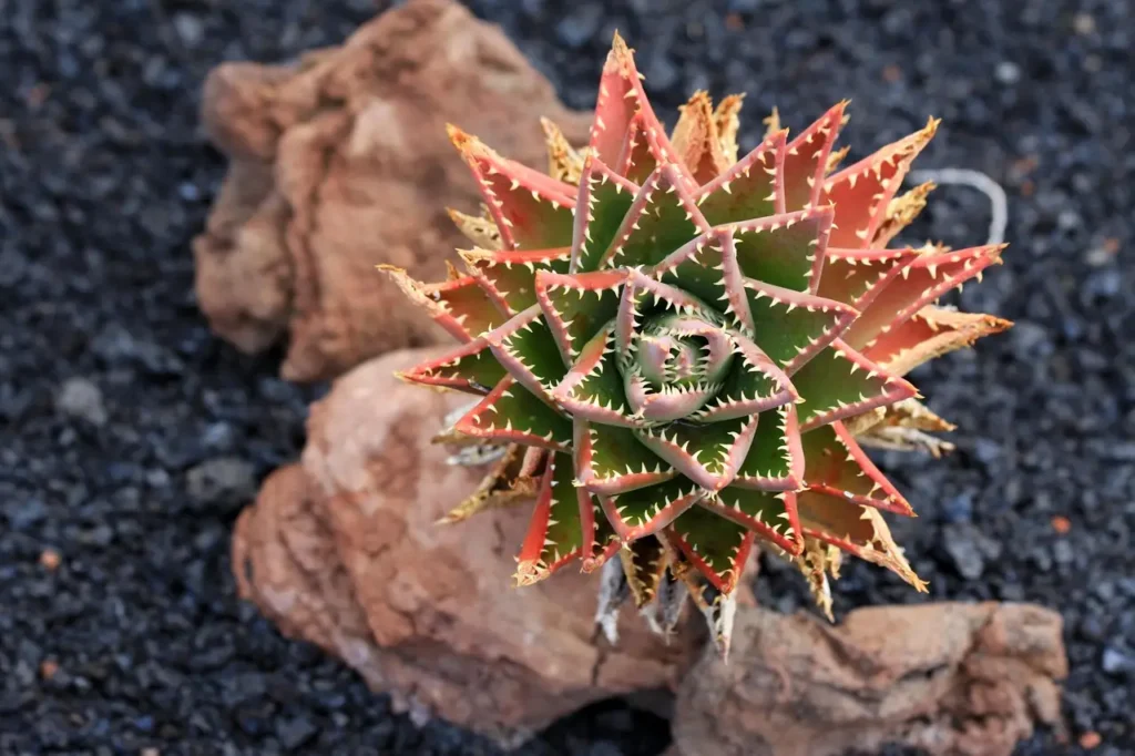 Rośliny odporne na suszę czyli kserofity