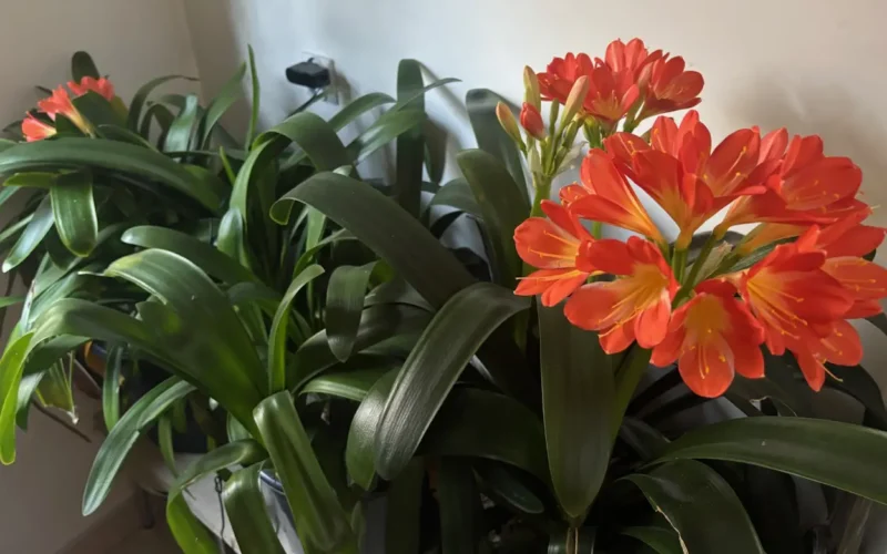 Kliwia (Clivia) jak ją uprawiać, by pięknie kwitła