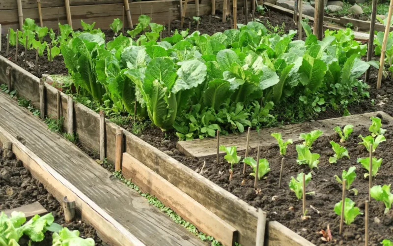 Własny warzywnik dla leniwych – 5 pysznych warzyw